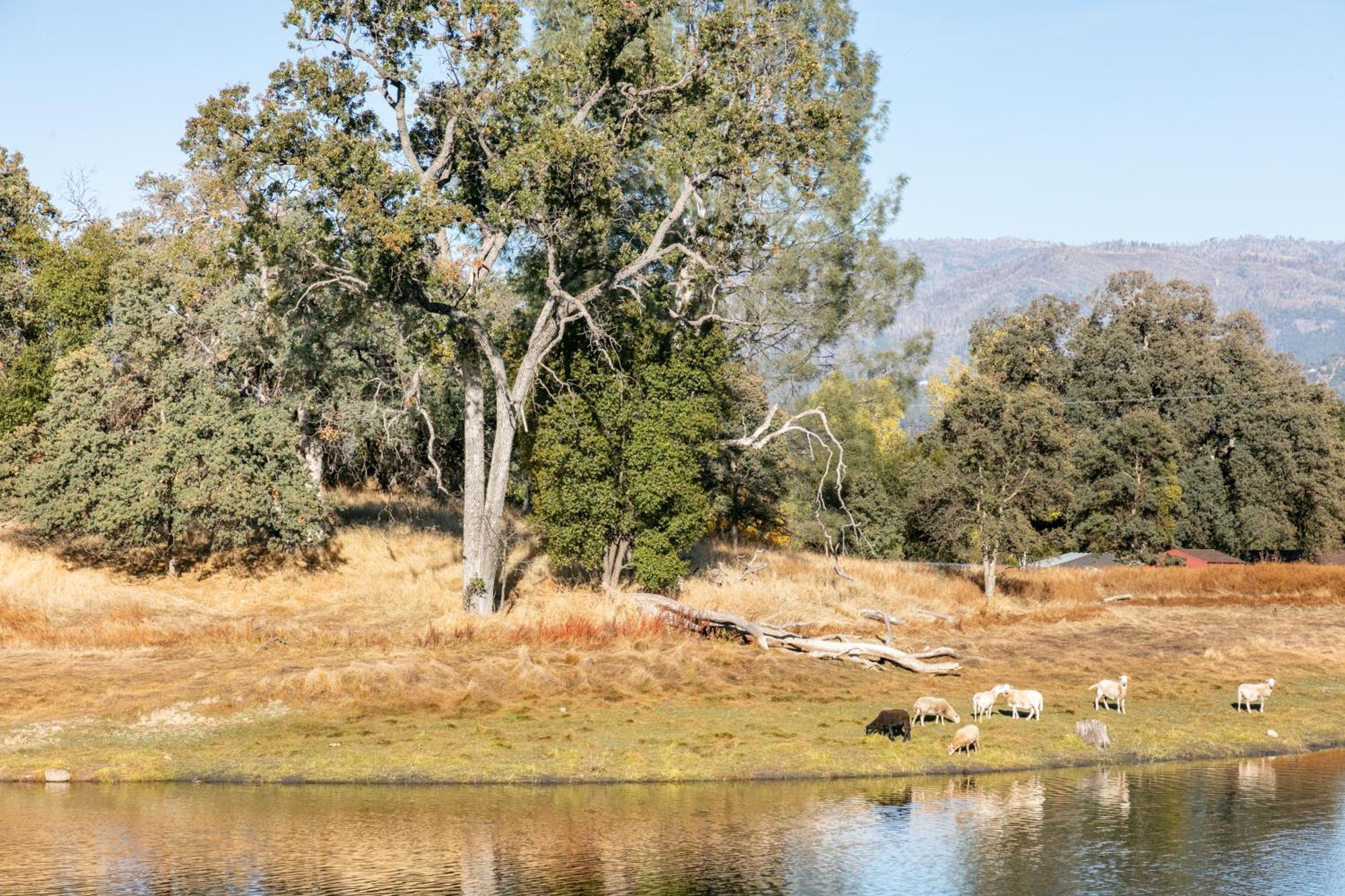 Rolling Oaks Ranch - 200 Acres Of Lakeside Beauty & Countryside Serenity Mariposa Esterno foto
