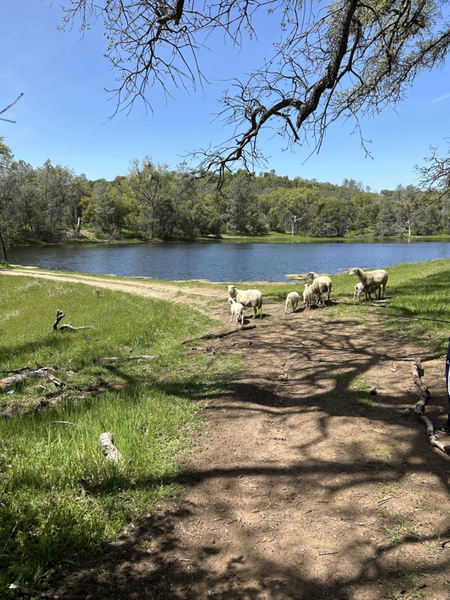 Rolling Oaks Ranch - 200 Acres Of Lakeside Beauty & Countryside Serenity Mariposa Esterno foto