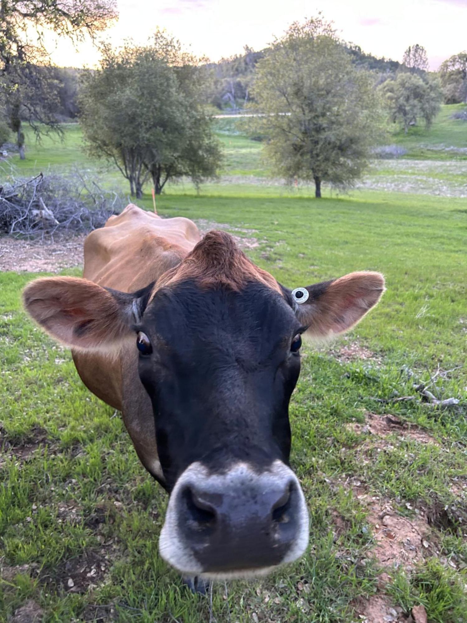 Rolling Oaks Ranch - 200 Acres Of Lakeside Beauty & Countryside Serenity Mariposa Esterno foto